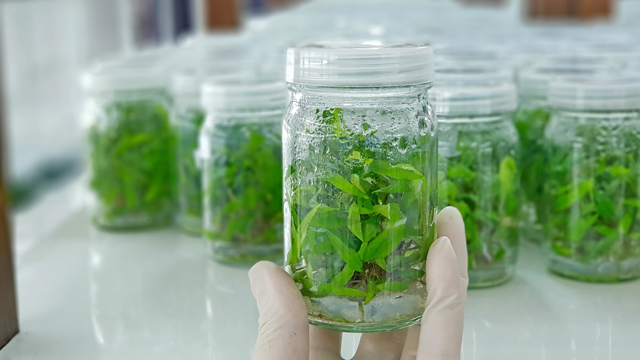 plant-tissue-culture-its-impact-on-indian-agriculture