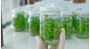 Plant Tissue Culture & its Impact on Indian Agriculture