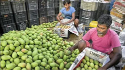 Uttar Pradesh–Recent Dip In Temperature Takes Toll On Mango Crops, Farmers Ask For Compensation