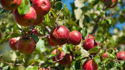 5 Apple Harvesting Tools for Difficult-to-Reach Apples