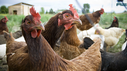 Top Breeds to Enhance Poultry Farming and Efficient Strategies To Enhance Business