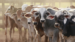 Focus On Livestock Sector For Income Growth in Indian Agriculture