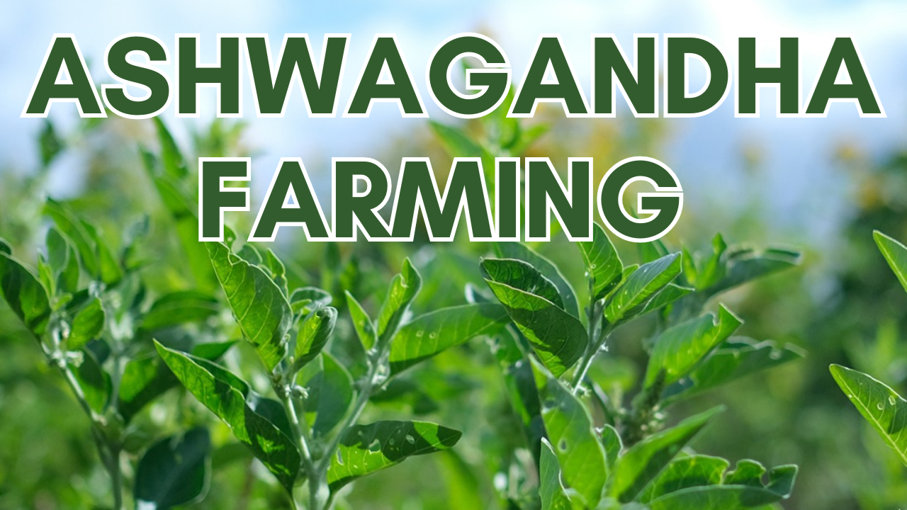 Transform Your Barren Land And Get High Profits With Ashwagandha