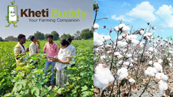 'KhetiBuddy' Platform To Digitize Cotton Farming Operations For Thousands of Farmers