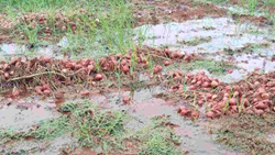 WATCH Video: Nashik Farmer Crushes Rain-Affected Onion Crop, Performs Funerary Rituals 