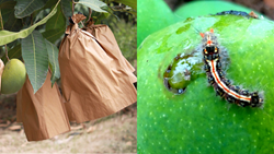 A Firm Guideline to Control Pests in Mangoes