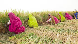 Empowering Rural Women: UP Govt Aims to Transform 3 Million Women into Micro Agri-preneurs