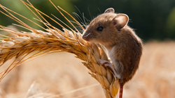 This Non-Toxic Technique to Help Farmers Reduce Wheat Crop Losses Caused by Mice