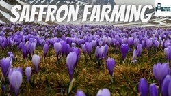  Saffron Harvesting - The Most Efficient Farming