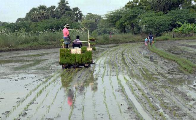 ‘Mechanized paddy replacement will save farmers ₹ 3,600 per hectare’