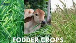 The Right Green Fodders for Your Cattles: Grow these 9 Crops for Nutritious Feeds 