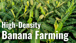 Explore the Potential of High-Density Banana Farming: Techniques and Yield