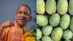 Varanasi's Famous 'Langda Mangoes' Set for Gulf Export, CM Yogi to Flag Off the First Consignment