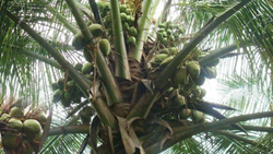 TNAU Develops Capsule for Resisting Pest Attack on Coconut Crop