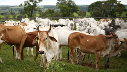 Bihar to Launch Cattle Subsidy Scheme- 75% Subsidy for Indigenous Breeds