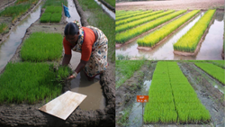 Revolutionizing Rice Farming: SRI Method Saves 15-20% Water and Boosts Yields