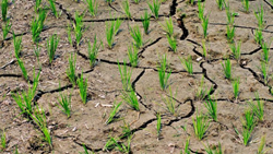 India Faces Historical Drought Threat as August Rainfall Hits Record Lows: IMD