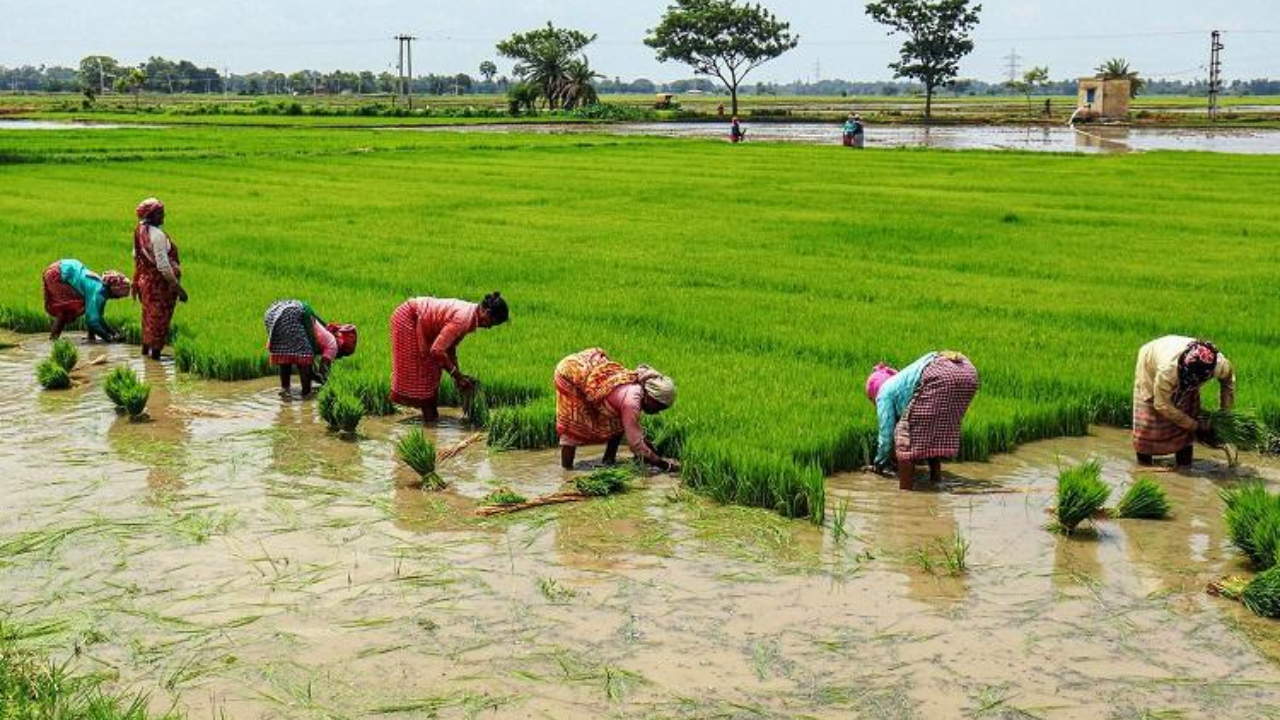 Government Initiates Program, Offers 50% Subsidy on Paddy Seed Distribution