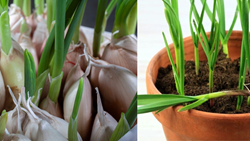 A Successful Guide to Growing Garlic in Pots