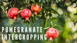 Pomegranate Intercropping- Effective Method to Doubling Farm Income