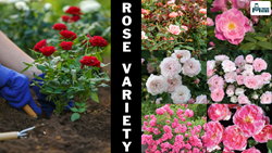 Top 8 Low-Maintenance Rose Varieties You Can Grow at Home and Their Essential Tools 