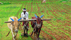 Farmers Demand Higher Subsidies and Community Farming in Goa