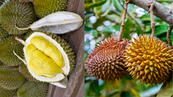 Durian- World's Most Mysterious Fruit Covered with Sharp Thorns