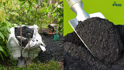 “BIOCHAR”- A Trick to Increase Crop Yield and Farm Income