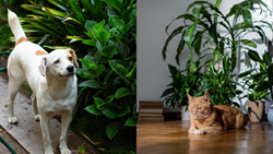 Pet Owners Beware: Plants to Avoid if You Have Pets at Home