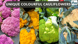 Have You Seen Purple, Yellow or Other Colourful Cauliflowers?- Health Benefits & its Cultivation Machinery