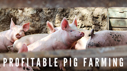 Most Profitable Pig Breeds to Boost Farm Income