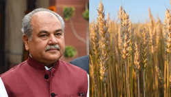 No Effect Of High Temperatures On Wheat Crop So Far, Says Tomar 