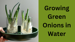 Easy Guide to Grow Green Onions in Water