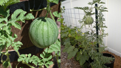 Growing Juicy Watermelon Indoors: Step-by-Step Guide for Profitable Business