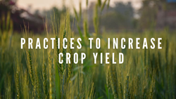 Follow These Practices to Increase Crop Yield: Achieve  Higher Yield