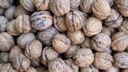 A Firm Guide Towards Profitable Walnut Farming