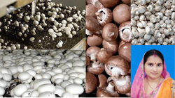 Binita Kumari's Inspiring Journey in Mushroom Cultivation