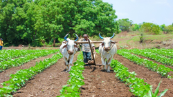 15 Clusters of Farmers To Get 10 Lakhs Each For Carrying Out Organic Farming On 300 Hectares