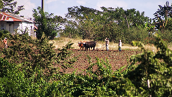 EXPLAINER: Jhum Cultivation, An Age-Old Culture of Arunachal Pradesh 