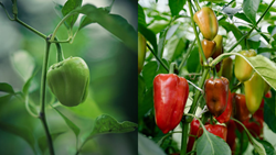 Grow Capsicum (Shimla Mirch) at Home with Minimum Supplies & Efforts 