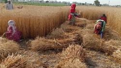 Experts Evaluate Wheat Crop Loss In 5 Haryana Districts