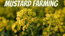 Mustard Farming and The Steps Involved in It