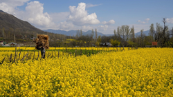 Kashmir Undergoes Yellow Revolution As Mustard Farming Brought To Double Farmer’s Income