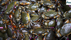 Know All About Strategies for a Successful Crab Farming