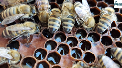 “Queen” Of Bee Keeping Smt Hmangaihkimi