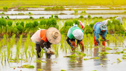 India's Rice Planting Accelerates with Revival of Monsoon Rains