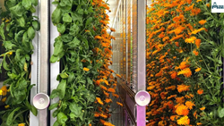 Hydroponic Flowers – Know All The Different Techniques and Its Methods