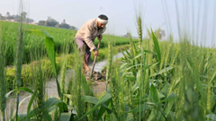 The recommendations of the Punjab Legislative Committee may assist in resolving some issues plaguing the state's agriculture sector