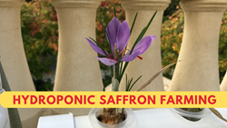 Hydroponic Saffron Cultivation- Easy & Profitable Guide to Increase Income & Yield