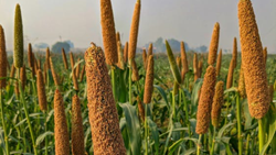 Points to Keep in Mind for a Successful Millet Cultivation 